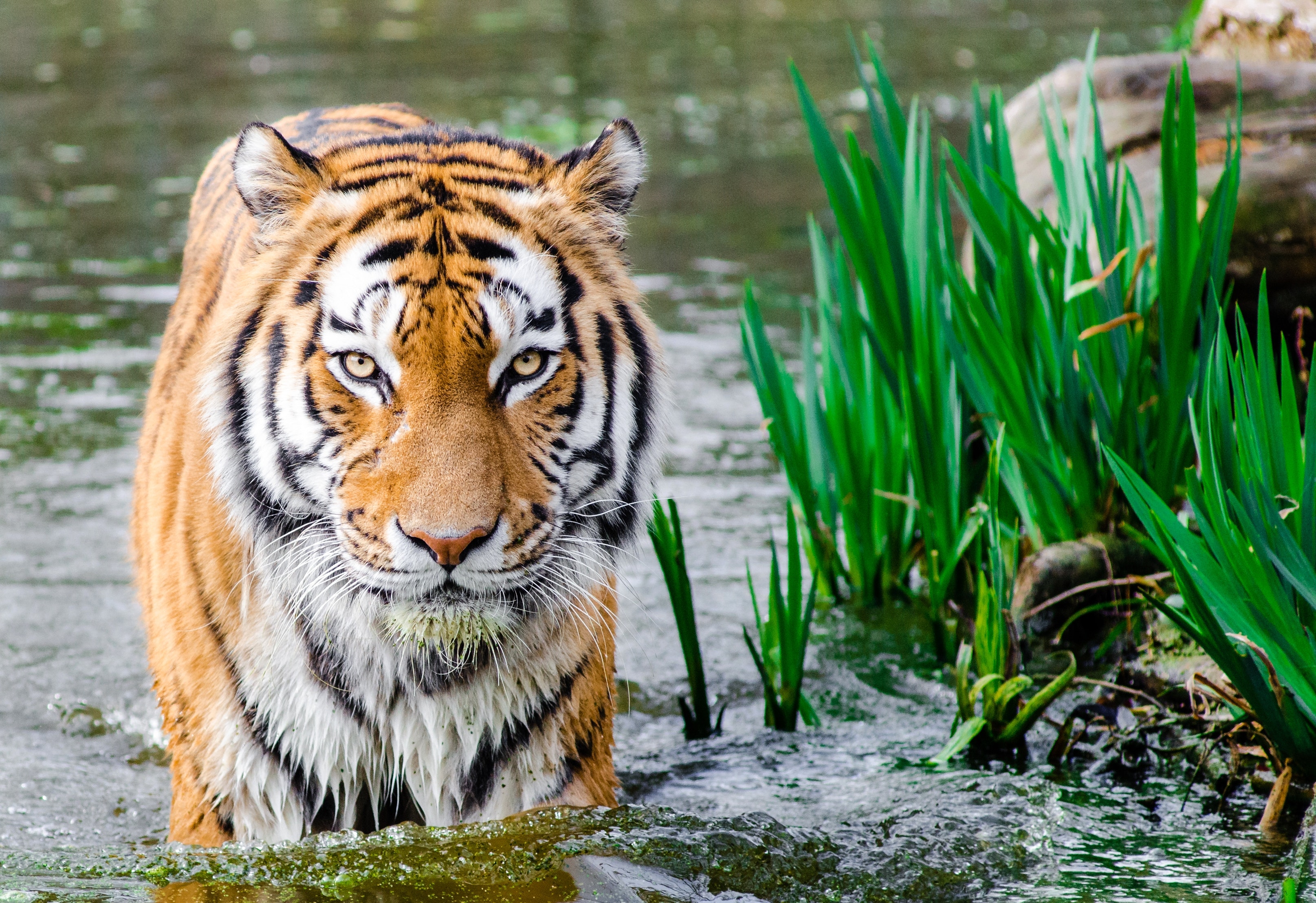 water tiger